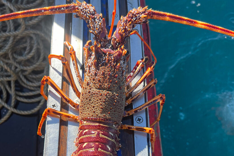 “This is the end!” Crawfish closed season to be extended