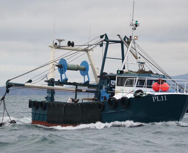 Steady start to Isle of Man scallop season