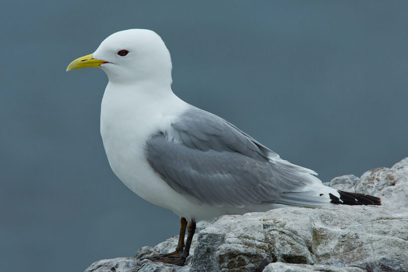 Danes step up battle to fish North Sea sandeels