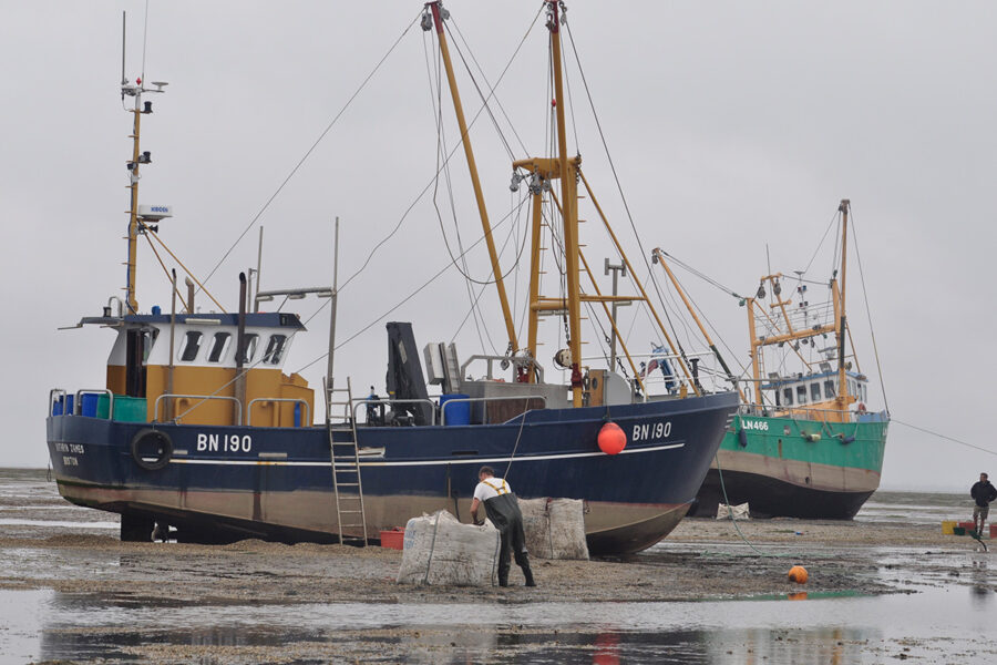 Wash Cockle and Mussel Byelaw confirmed