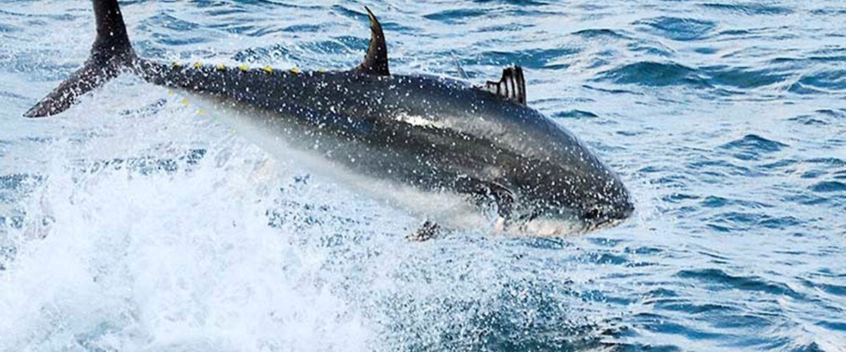 Cornish MP to chair Fishing News public meeting on 2025 tuna licensing decisions