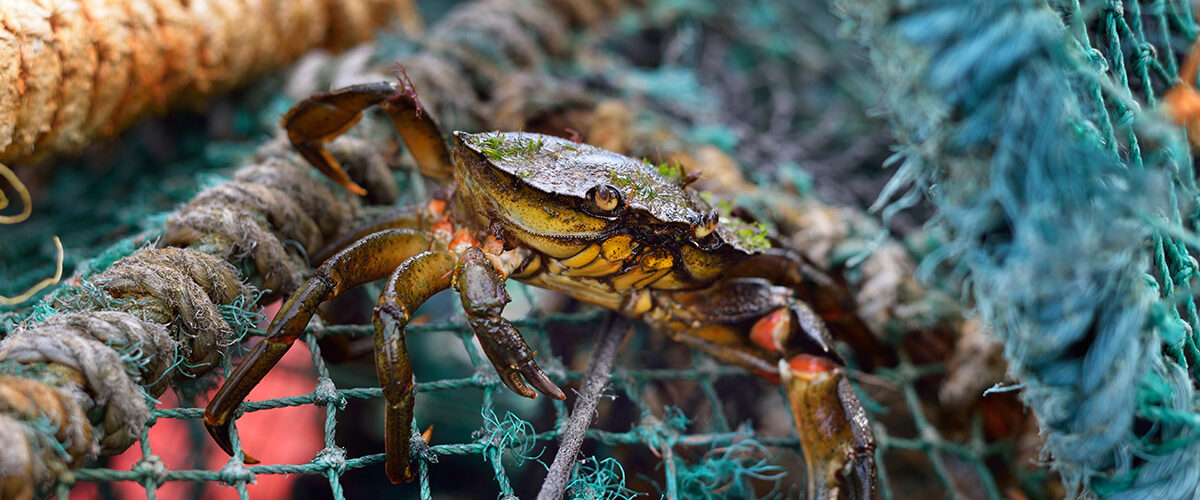 Crustacean welfare guidance could ‘devastate’ shellfish industry