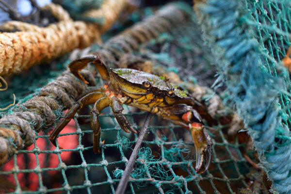 Crustacean welfare guidance could ‘devastate’ shellfish industry