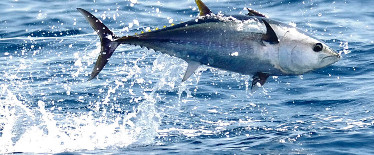 Pause on bluefin licensing decisions
