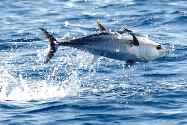 Pause on bluefin licensing decisions