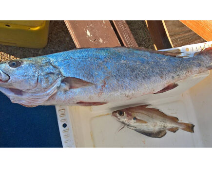 Rare Atlantic shade-fish caught off Dungeness