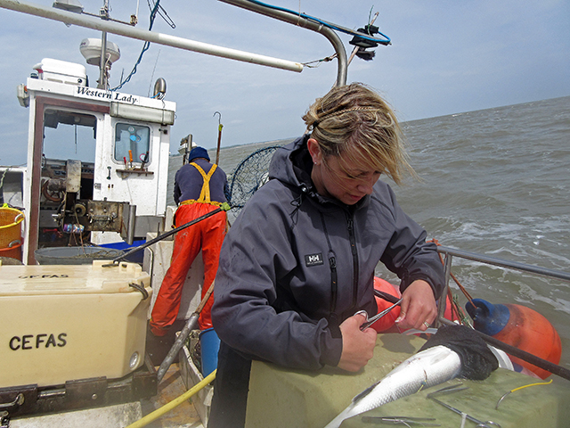 Bass tagging, CEFAS