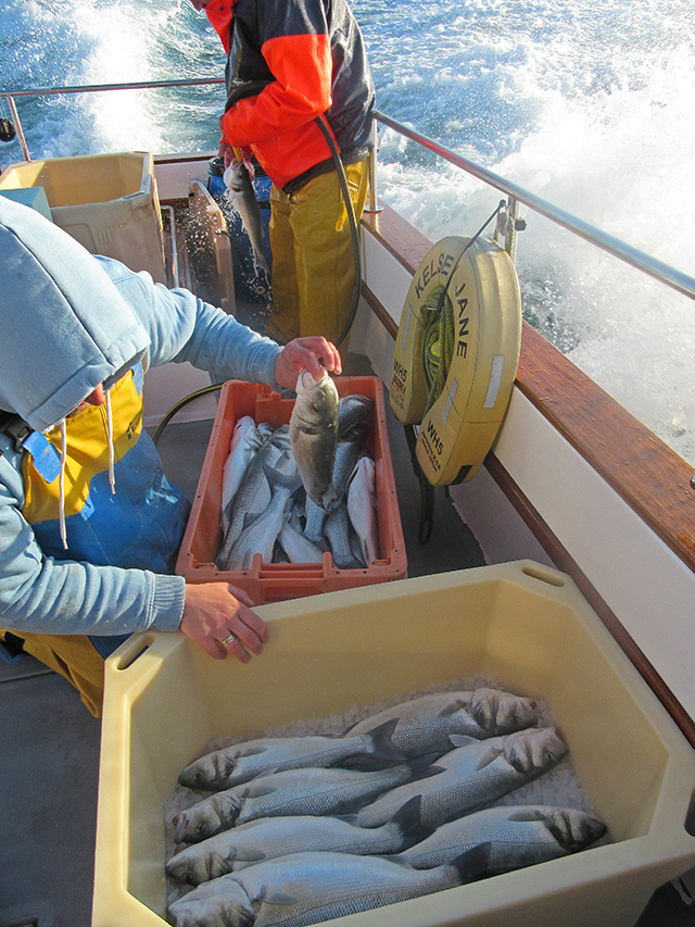 Bass tagging, CEFAS