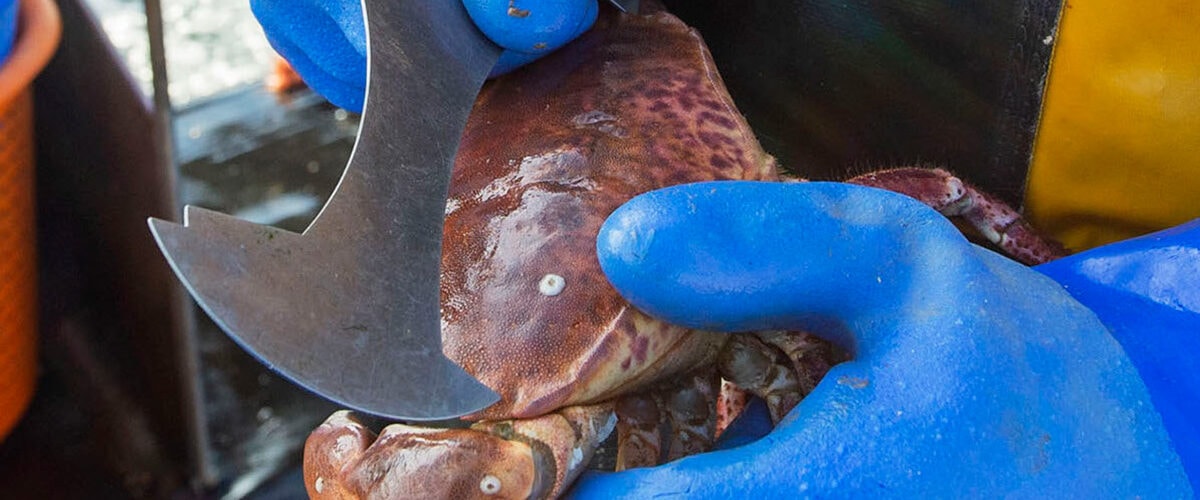 Further protection for NI crab welcomed by industry