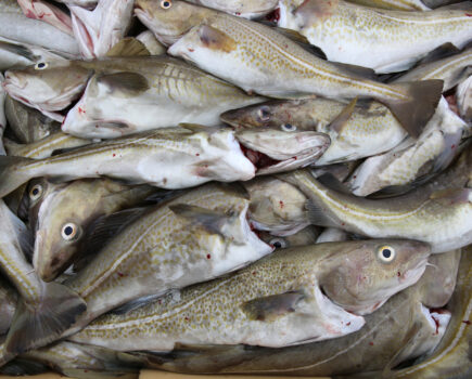 Action on North Sea cod