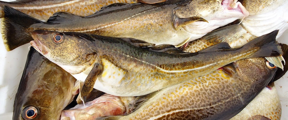 NFFO fury as cod quota set to move north