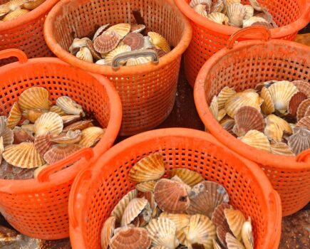 Live mollusc exports ban
