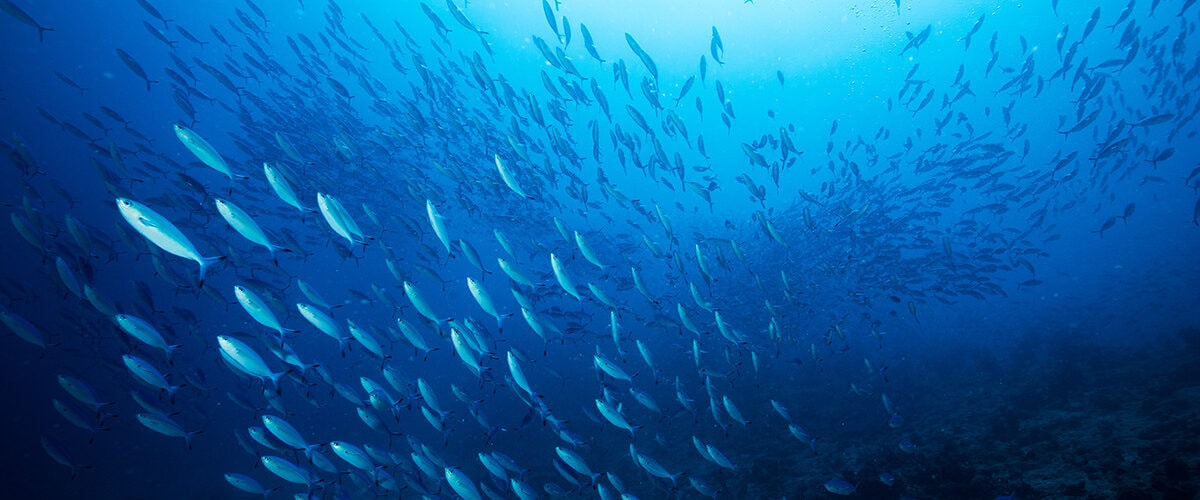 EU seeks ‘pact for fisheries and oceans’