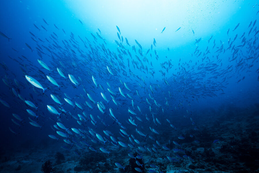 EU seeks ‘pact for fisheries and oceans’