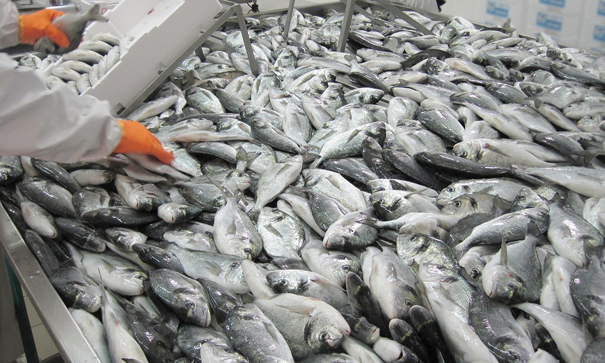 Fish Cashed First cash from £100m fund announced - Fishing News
