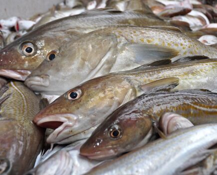 Four reasons to raise North Sea cod quotas