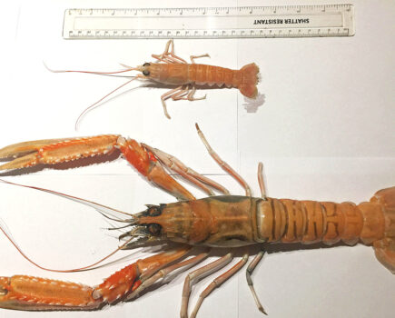 Giant prawn caught off the northwest coast