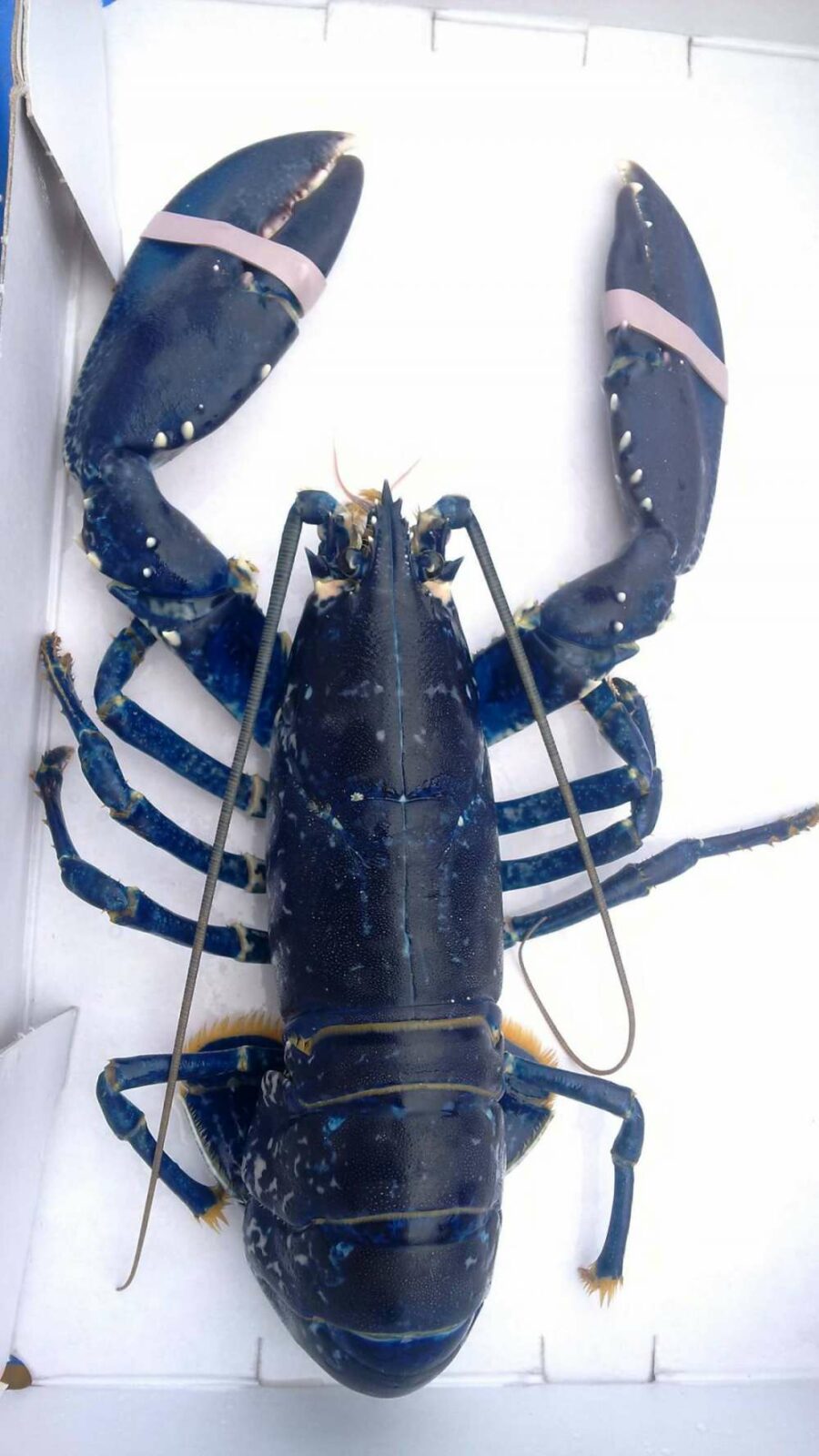 English Channel produces more unusual catches