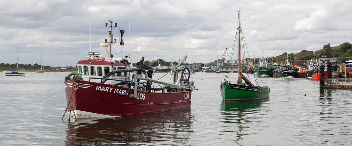 ‘Game-changing’ potential for new shellfish fisheries in Thames estuary