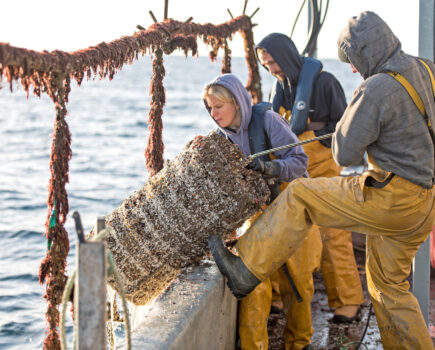 Collaborative three-year lobster project shows great potential