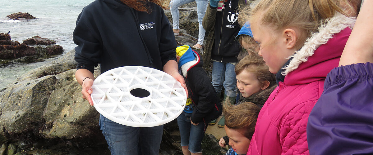 Lobster release and coastal foraging at Trevone Beach