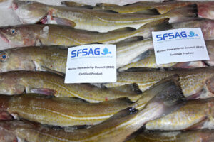 MSC-accredited North Sea Cod