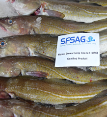 Green group call to eat less cod and haddock