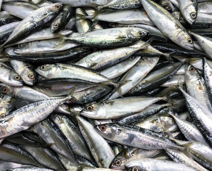 Mackerel agreement reached with Norway