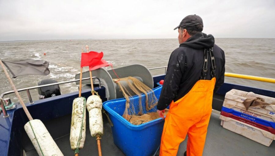 Norfolk longshore herring – going with the flow