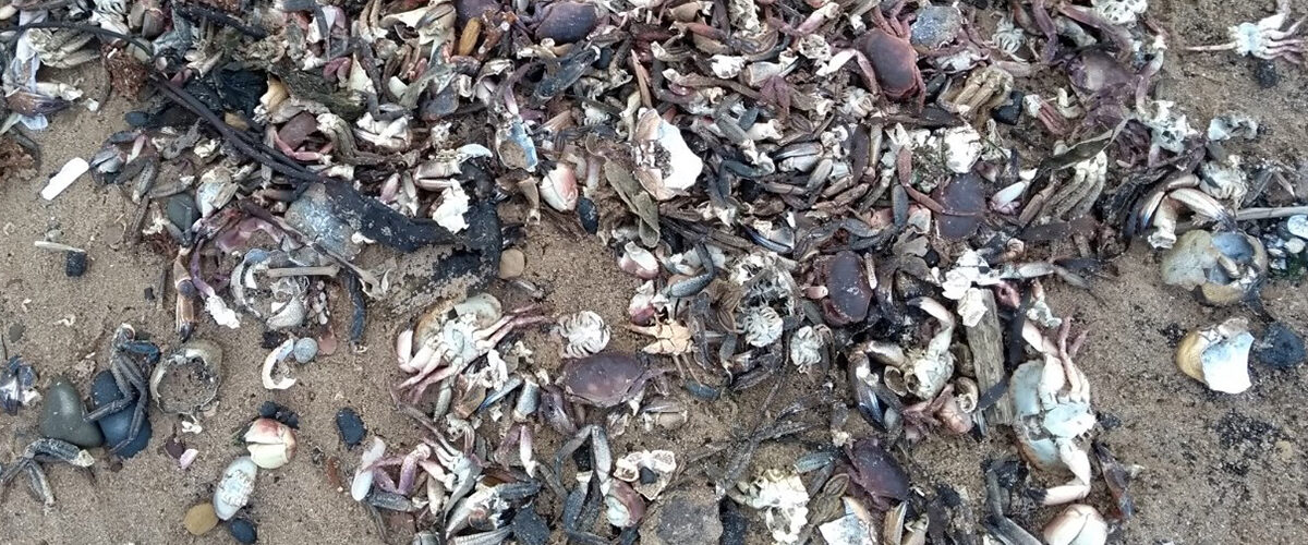 Call for meeting on shellfish die-offs: 157 incidents over 19 months