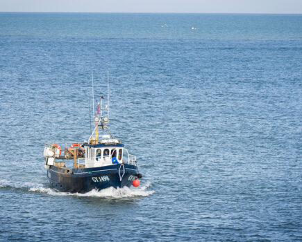 North Sea saithe fisheries to lose MSC ecolabel