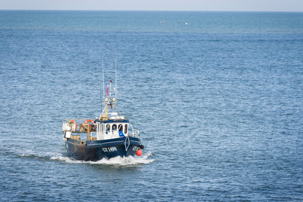 North Sea saithe fisheries to lose MSC ecolabel