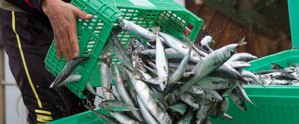 Seafish revises proposed levy changes