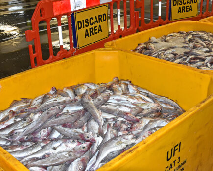 Discards ban shambles