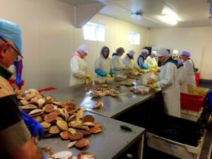 Kallin Shellfish staff shucking scallops.