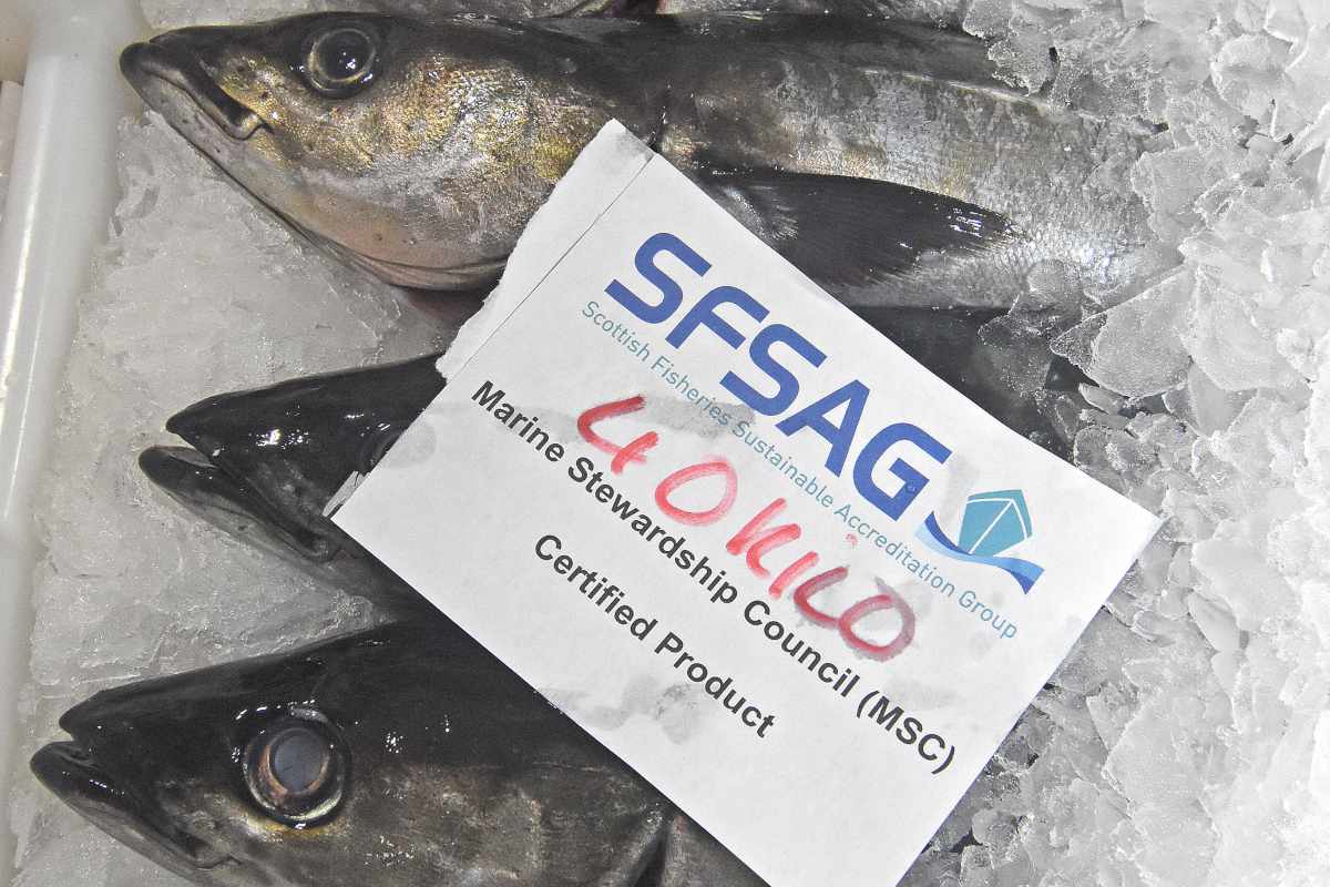 Saith Fish North Sea saithe choke fears - Fishing News