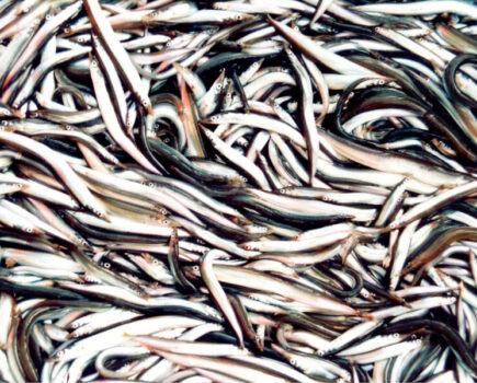 Danes call for sandeel fishery to be reopened