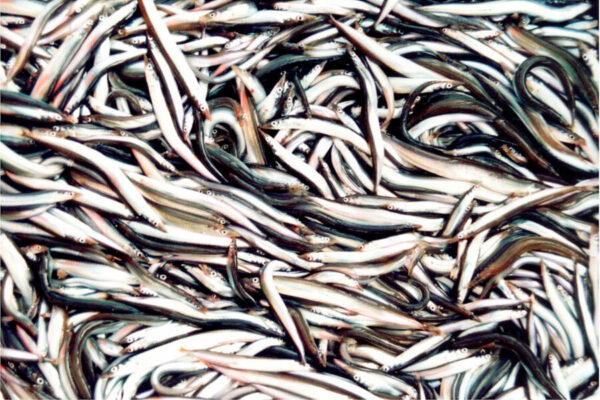 Danes call for sandeel fishery to be reopened