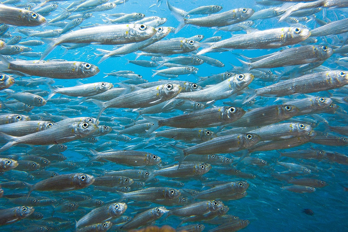 VIDEO: Cornish sardine fishery featured in new film on rising sea temperatures - Fishing News
