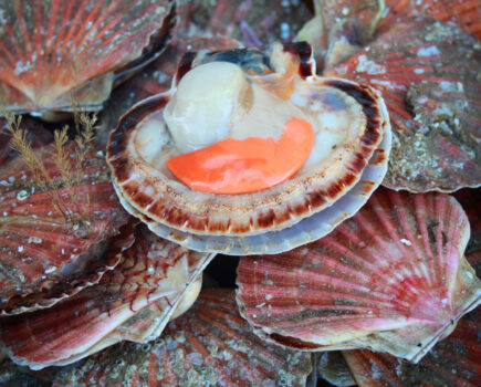 Two-part scallop deal