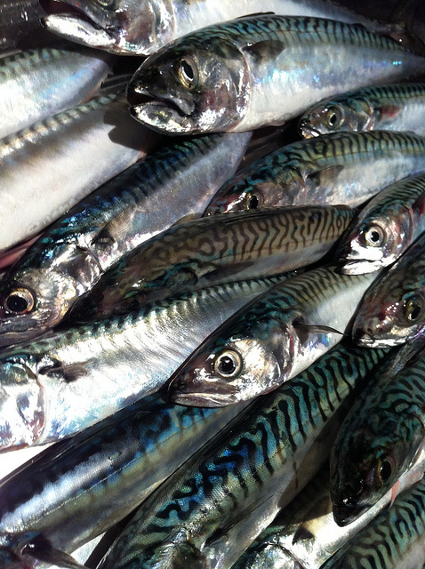 Scottish Mackerel Industry Warns Against Duty Free Exports for Norway