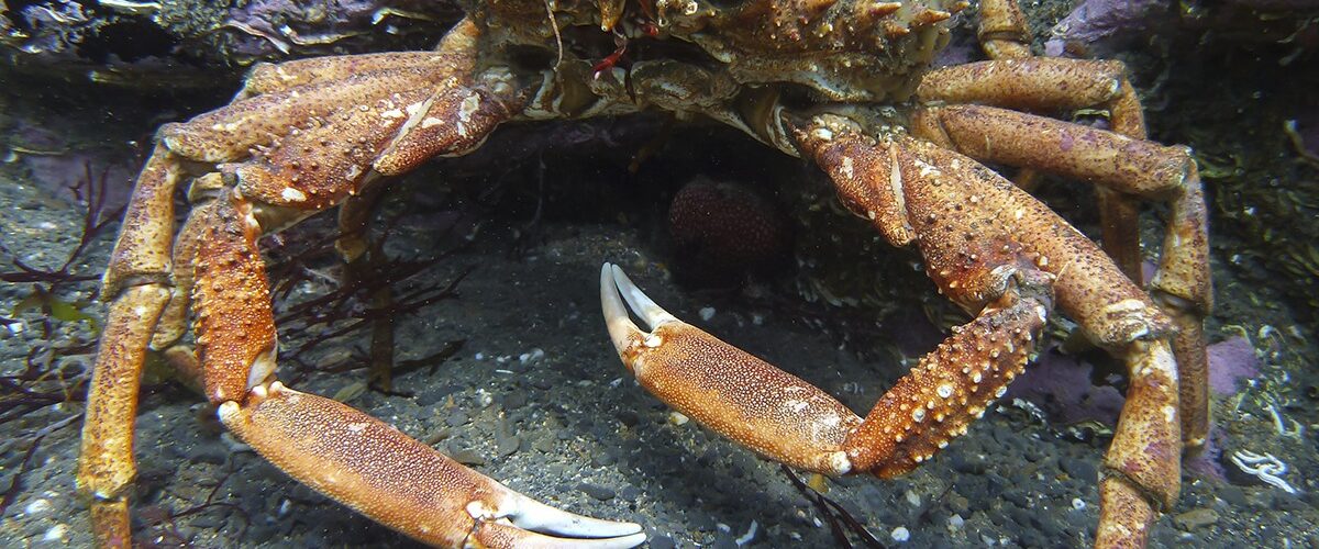 New round of funding available for seafood industry innovators