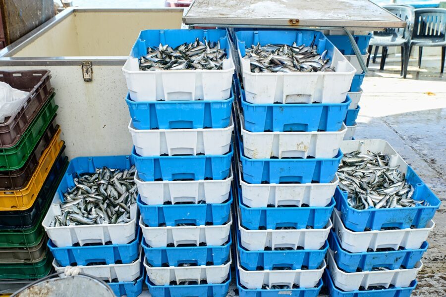 MPs call for ‘pragmatic’ stance on seafood exports