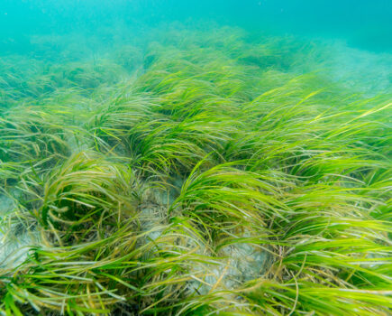 The tragedy of the seagrass commons