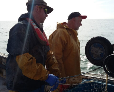 Sole tagging continues in the Eastern Channel