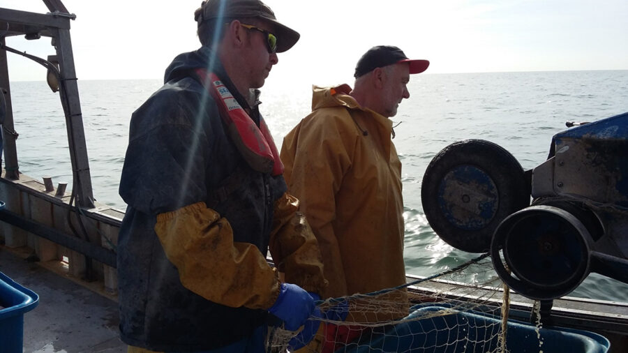 Sole tagging continues in the Eastern Channel