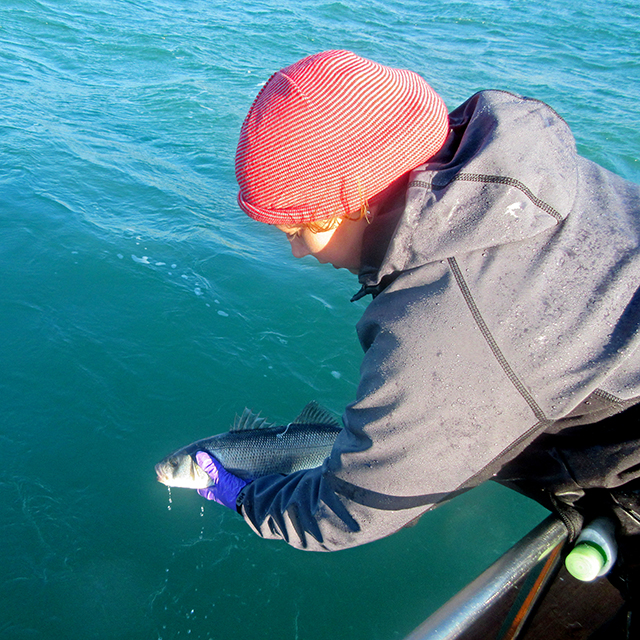 Bass tagging, CEFAS