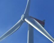 Wind farm ‘could cause complete collapse of queenie fishery’