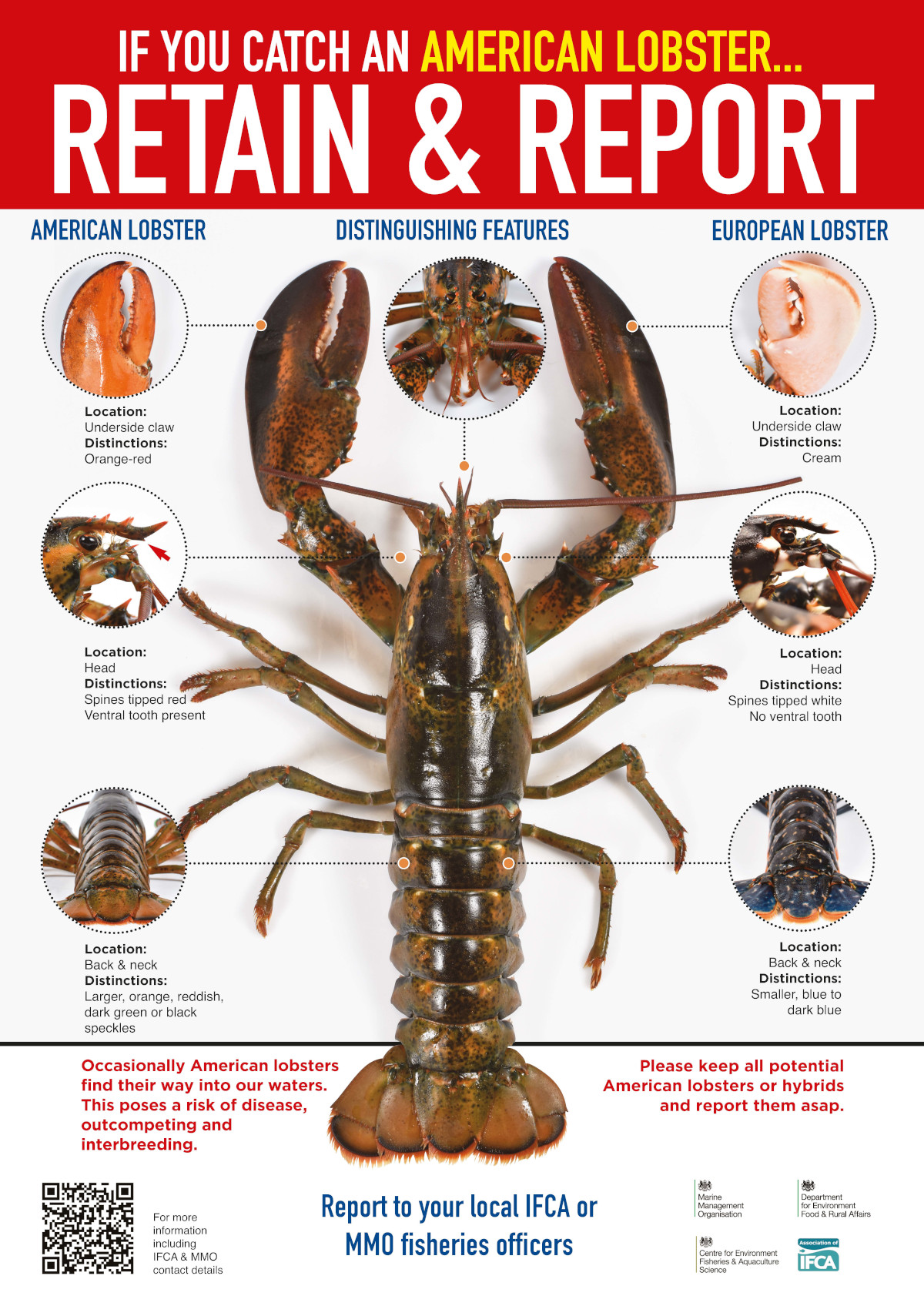 American Lobsters