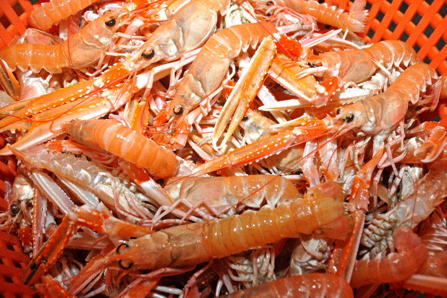 Scots prawn grounds probe